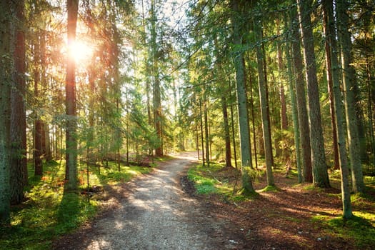 Lahemaa national park forest in september. Fir tree woods in early morning with beautiful sunlight