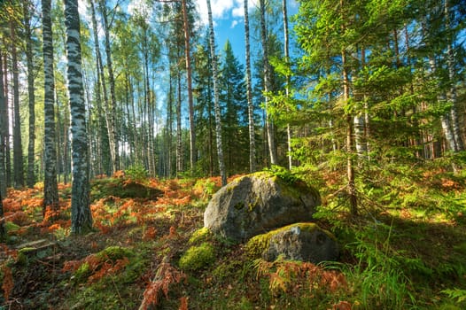 birch and fir forest panorama in autumn
