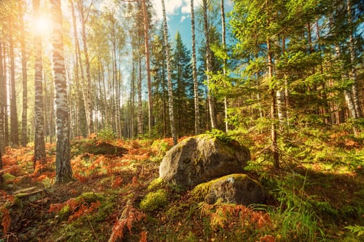 birch and fir forest panorama in autumn