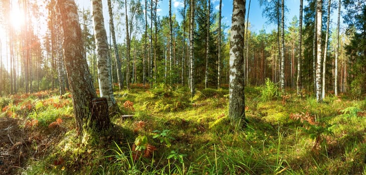 birch and fir forest panorama in autumn