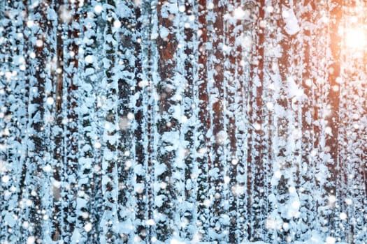 Winter forest background covered with fresh snow
