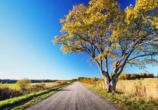Elm tree on the road side in autumn. Car on asphalt road in october