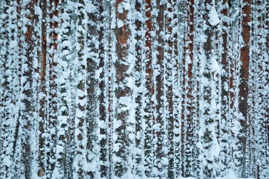 Winter forest background covered with fresh snow
