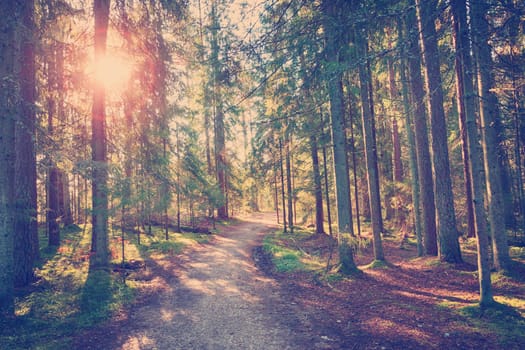 Lahemaa national park forest in september. Fir tree woods in early morning with beautiful sunlight