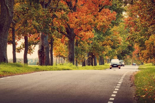 old asphalt road with beautiful trees on the sides in autumn