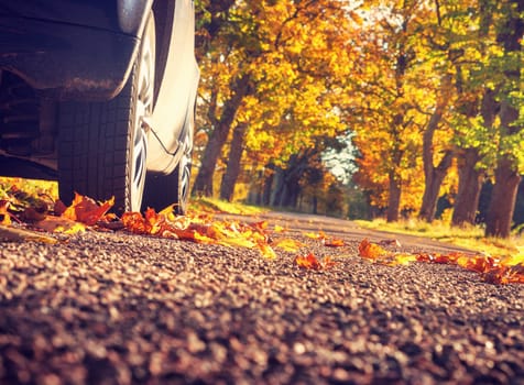 Car on asphalt road on autumnr day at park