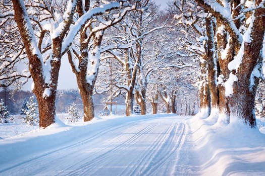 Alley in snowy morning with beautiful trees on the sides