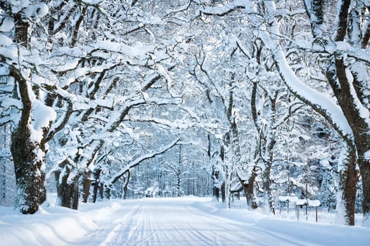 Alley in snowy morning with beautiful trees on the sides