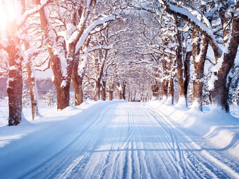 Alley in snowy morning with beautiful trees on the sides