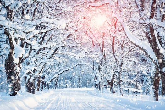 Alley in snowy morning with beautiful trees on the sides