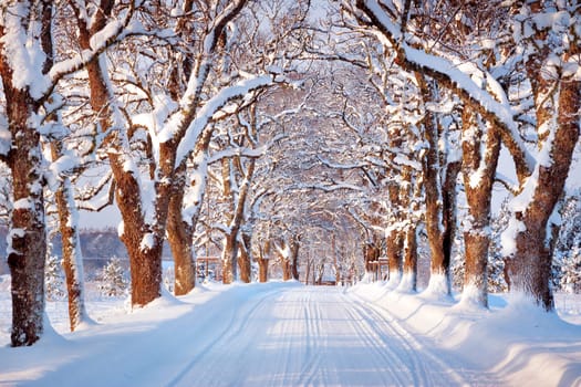 Alley in snowy morning with beautiful trees on the sides
