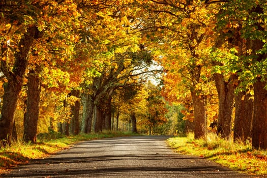 asphalt road with beautiful trees on the sides in autumn