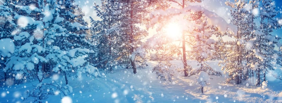 Pine trees covered with snow on frosty evening. Beautiful winter panorama at snowfall