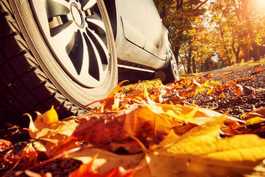 Car on asphalt road on autumnr day at park