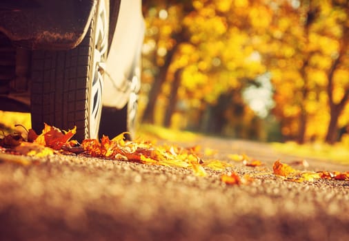 Car on asphalt road on autumnr day at park