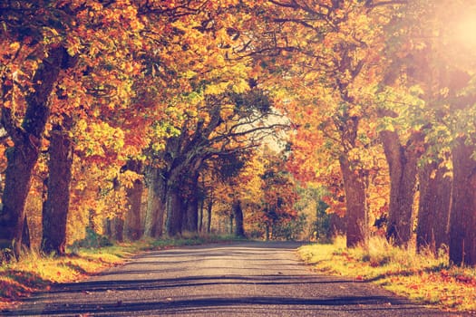 asphalt road with beautiful trees on the sides in autumn