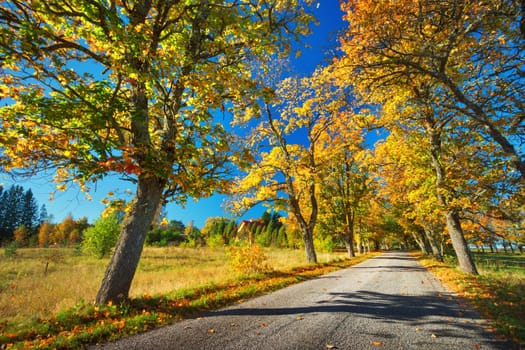 asphalt road with beautiful trees on the sides in autumn