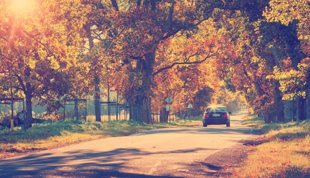 Car on asphalt road on autumnr day at park