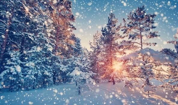 Pine trees covered with snow on frosty evening. Beautiful winter panorama at snowfall
