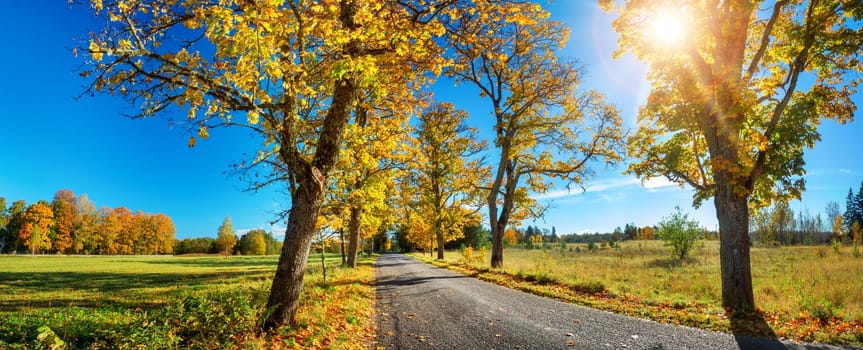 asphalt road with beautiful trees on the sides in autumn
