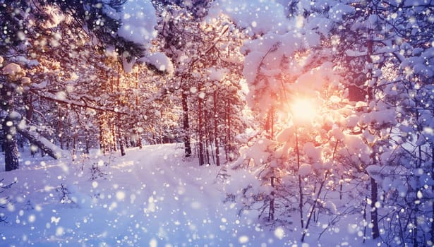 Pine trees covered with snow on frosty evening. Beautiful winter panorama at snowfall