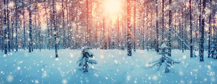 Pine trees covered with snow on frosty evening. Beautiful winter panorama