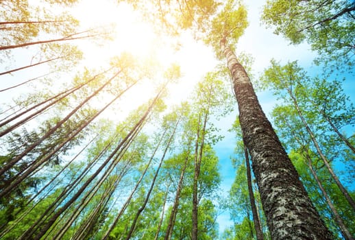 tree foliage at park in morning light with sunlight. Green leaves in the forest in summer