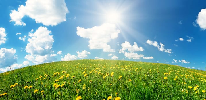 Green field with yellow dandelions and blue sky. Flowers on grassland in beautiful sunny weather with fluffy clouds
