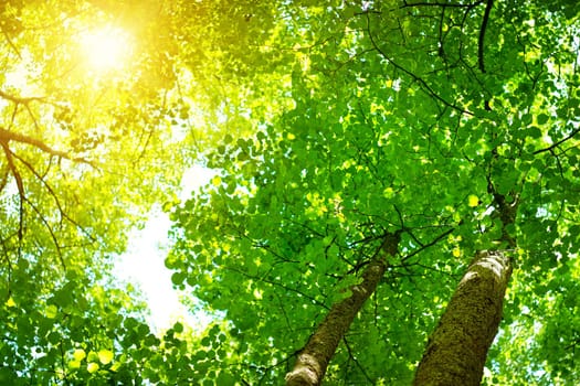 tree foliage at park in morning light with sunlight. Green leaves in the forest in summer