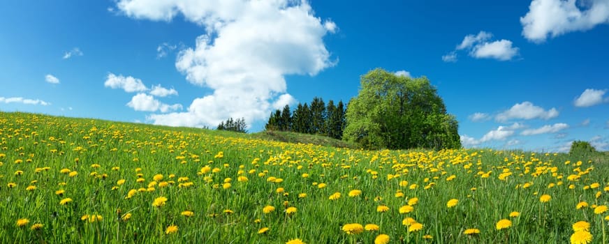 Green field with yellow dandelions and blue sky. Panoramic view to grass and flowers on the hill on sunny spring day