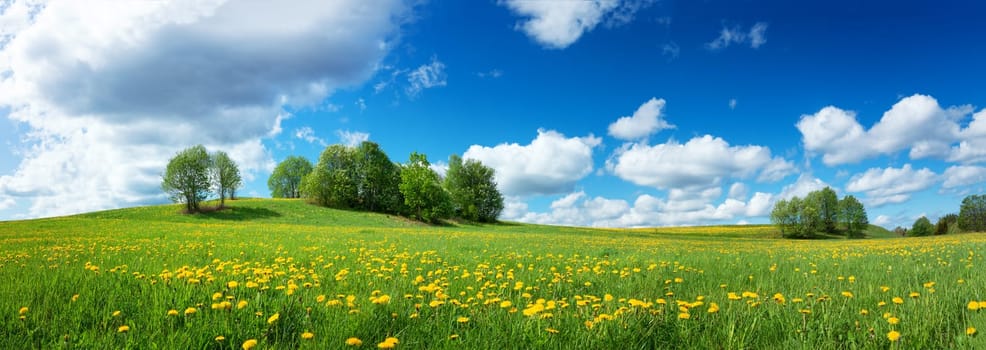 Green field with yellow dandelions and blue sky. Panoramic view to grass and flowers on the hill on sunny spring day