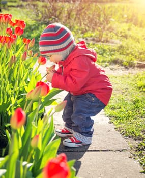 Little child smelling tulips on the flower bed in beautiful spring day. Baby boy outdoors in the garden