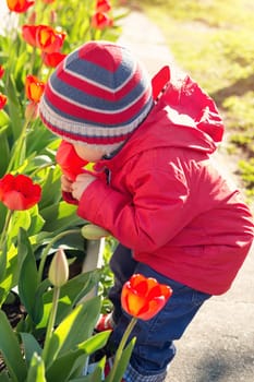 Little child smelling tulips on the flower bed in beautiful spring day. Baby boy outdoors in the garden
