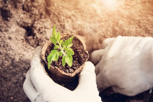 Hands putting tomato seedling into the soil