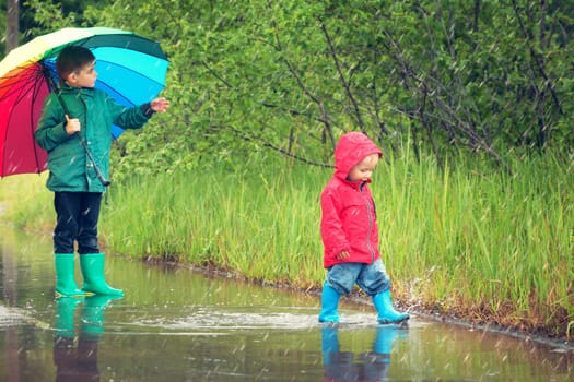 Children walking in wellies in puddle on rainy weather. Boy holding colourful umbrella under rain in summer