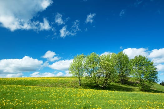 Field with yellow dandelions and blue sky