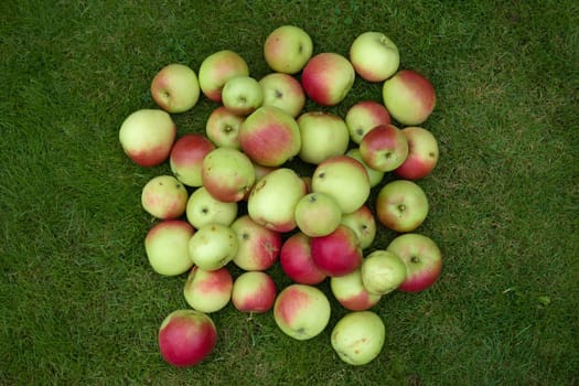Large piled heap of bright red and green garden apples on a plain dark green grass background. Copy space around the apples in natural condition.