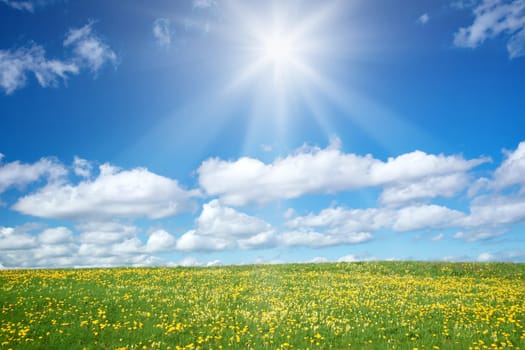 Field with yellow dandelions and blue sky