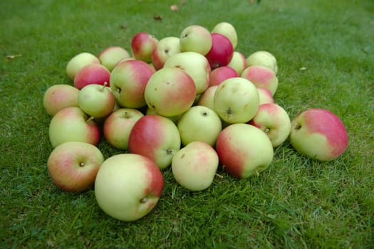 Wide and low angle side view of a stack of brightly colored garden apples. Natural and home grown, picked and piled on a plain green grass background