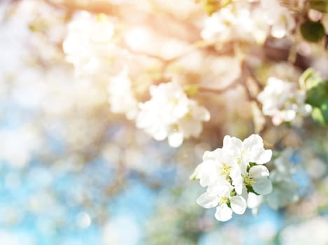 blurred apple tree background. Spring flowers on beautiful sunny day