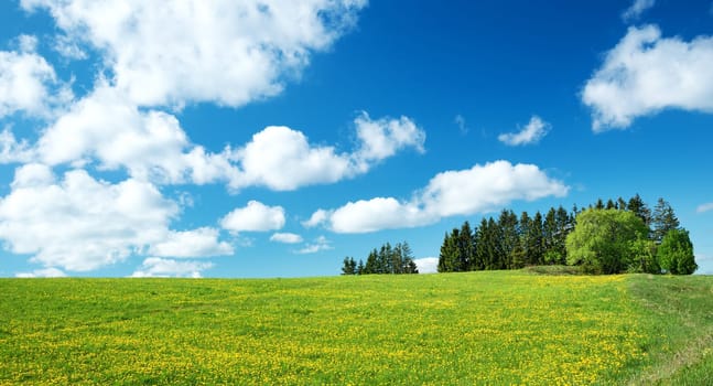 Field with yellow dandelions and blue sky