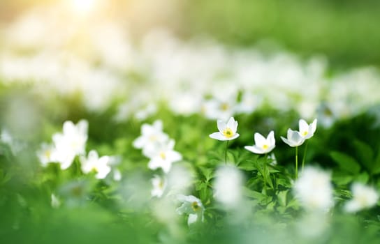 view to white spring flowers in the park