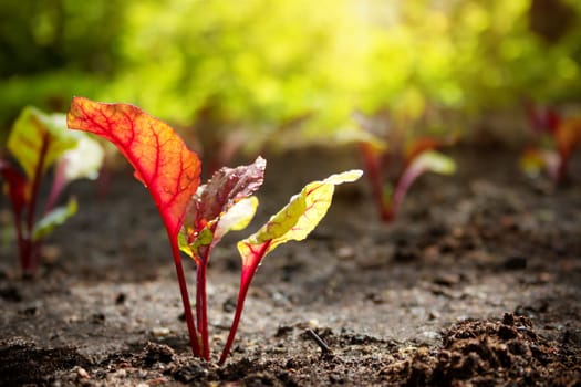 New beetroot seedlings growing in black soil