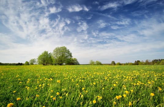 Field with yellow dandelions and blue sky