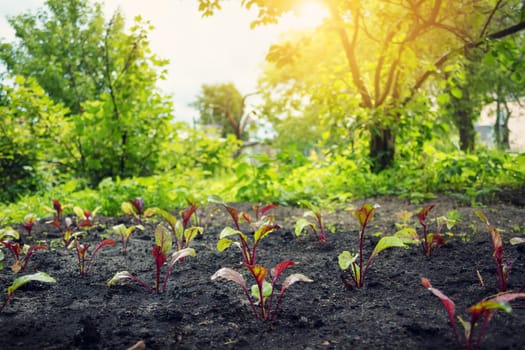 New beetroot seedlings growing in black soil