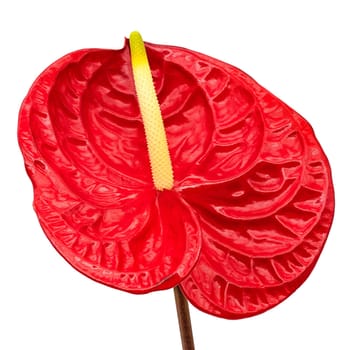 Flamingo Lily Red, close up of beautiful anthurium on white background