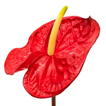 Flamingo Lily Red, close up of beautiful anthurium on white background