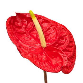 Flamingo Lily Red, close up of beautiful anthurium on white background