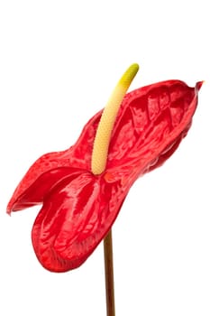 Flamingo Lily Red, close up of beautiful anthurium on white background