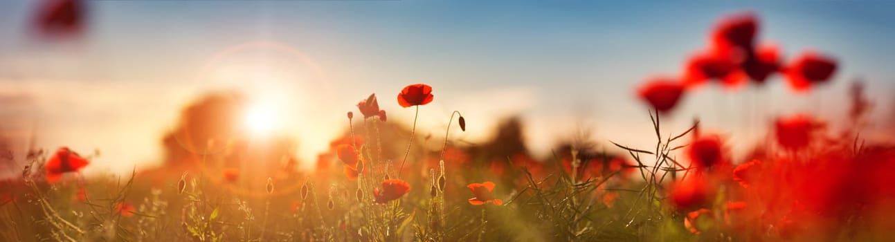 Beautiful poppy flowers on the field at sunset